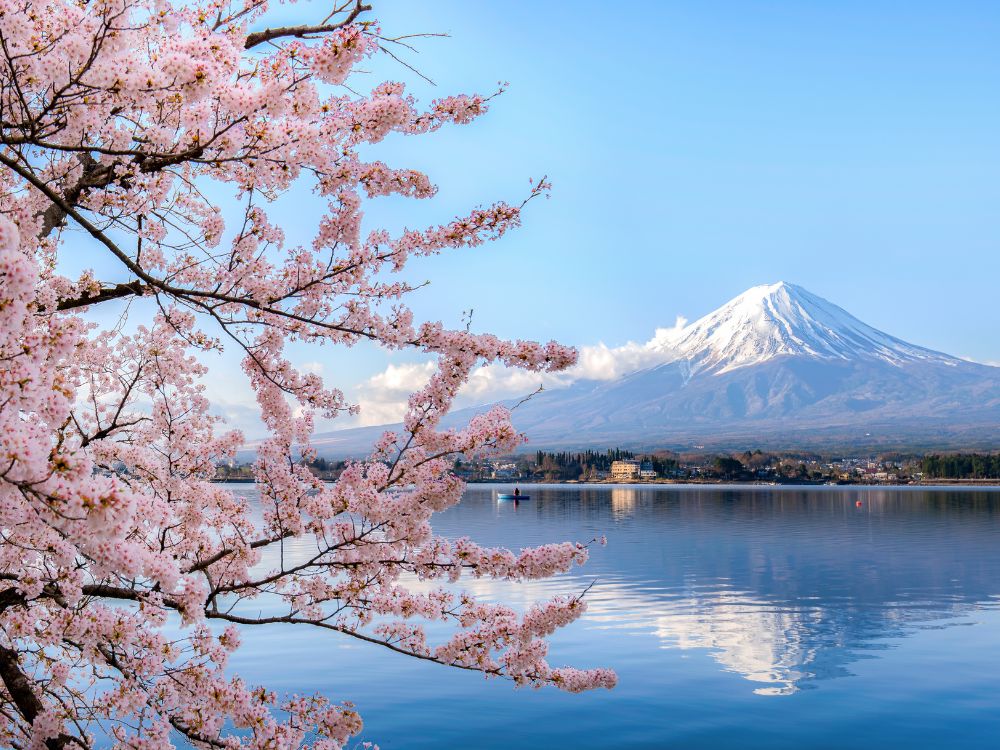 Fuji Berg in Japan mit Kirschblüten am See bei klarem Himmel
