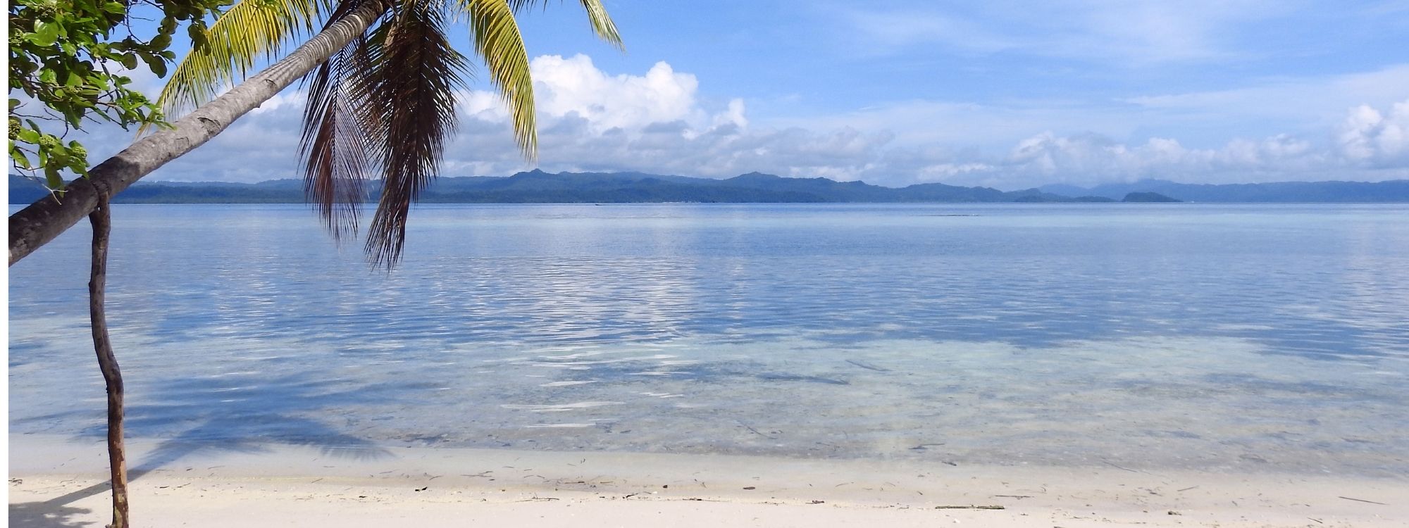 Karibischer Strand mit Palmen und türkisblauem Wasser
